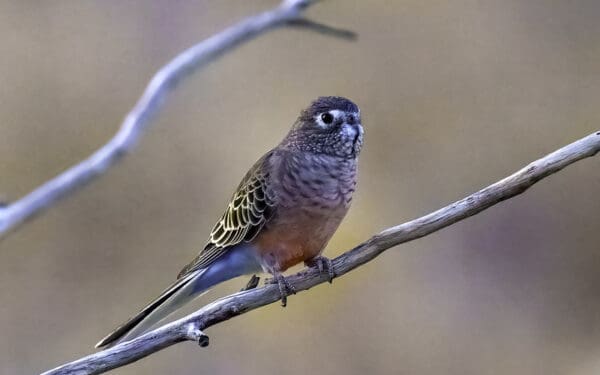 Wild Bourke's Parrot perches on a branch