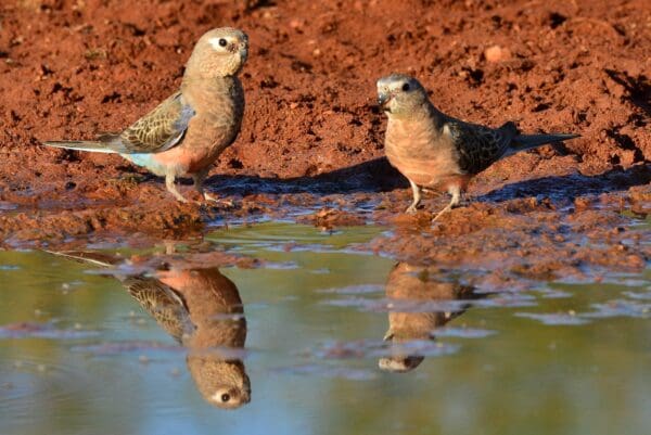 Wild Bourke's Parrots drink at a watering hole