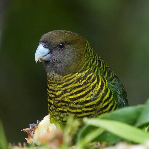 A wild Brehm's Tiger Parrot perches in foliage
