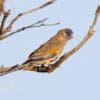 An eastern Bluebonnet perches on a branch