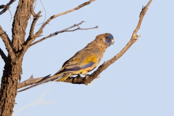 An eastern Bluebonnet perches on a branch