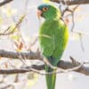 A wild Blue-crowned Conure perches on a branch