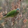 A wild Blue-crowned Conure perches in a tree