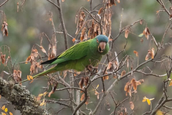 A wild Blue-crowned Conure perches in a tree