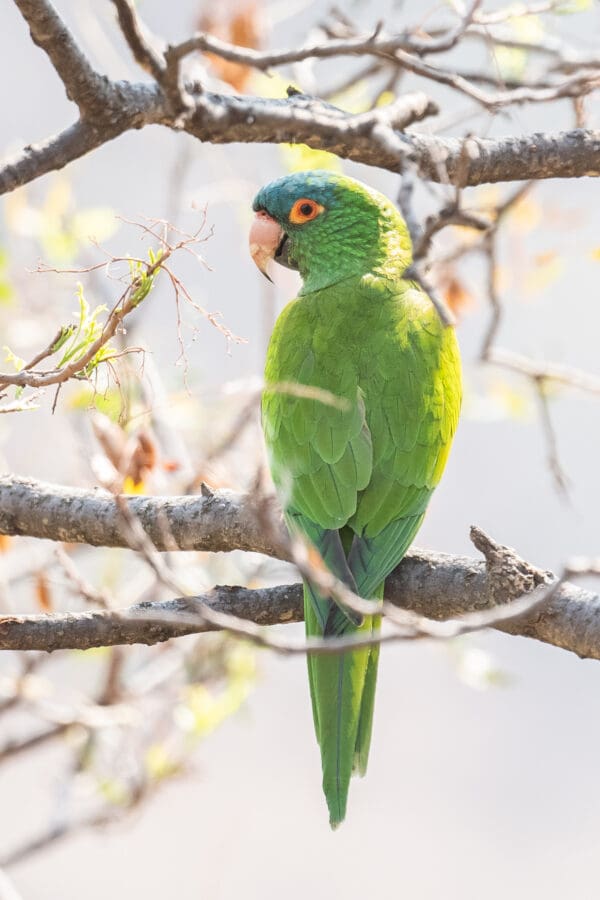 A wild Blue-crowned Conure perches on a branch