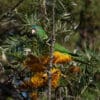A wild Blue-crowned Conure perches in a flowering tree