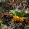 A wild Blue-crowned Conure perches in a flowering tree