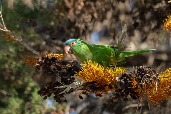 A wild Blue-crowned Conure perches in a flowering tree