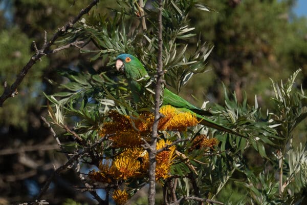 A wild Blue-crowned Conure perches in a flowering tree