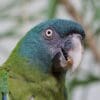 A closeup of a Blue-headed Macaw