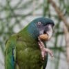 A Blue-headed Macaw feeds on an almond