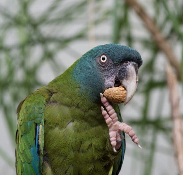 A Blue-headed Macaw feeds on an almond