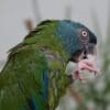 A Blue-headed Macaw feeds on an almond