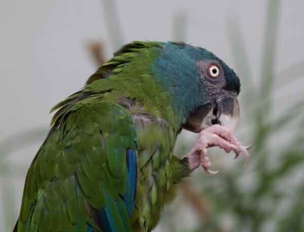 A Blue-headed Macaw feeds on an almond