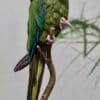 A Blue-headed Macaw perches on a branch