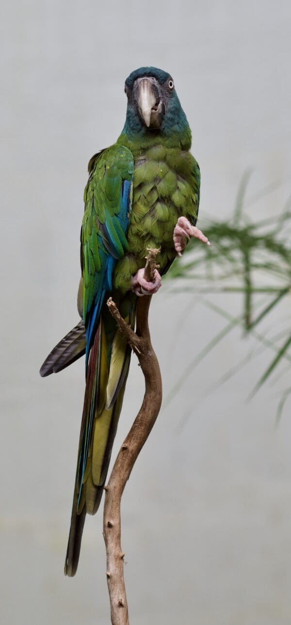 A Blue-headed Macaw perches on a branch