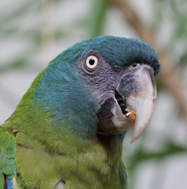 A closeup of a Blue-headed Macaw