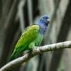 A wild Blue-headed Parrot perches on a branch