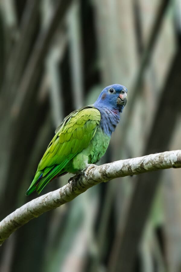 A wild Blue-headed Parrot perches on a branch