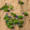 Wild Blue-headed Parrots perch on a clay lick