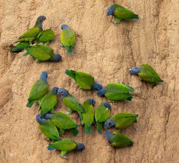 Wild Blue-headed Parrots perch on a clay lick