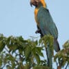 A wild Blue-throated Macaw perches atop a tree