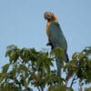 A wild Blue-throated Macaw perches atop a tree