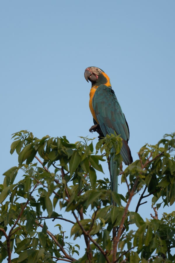 A wild Blue-throated Macaw perches atop a tree
