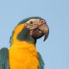 A closeup of a wild Blue-throated Macaw