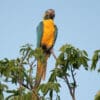 A wild Blue-throated Macaw perches atop a tree