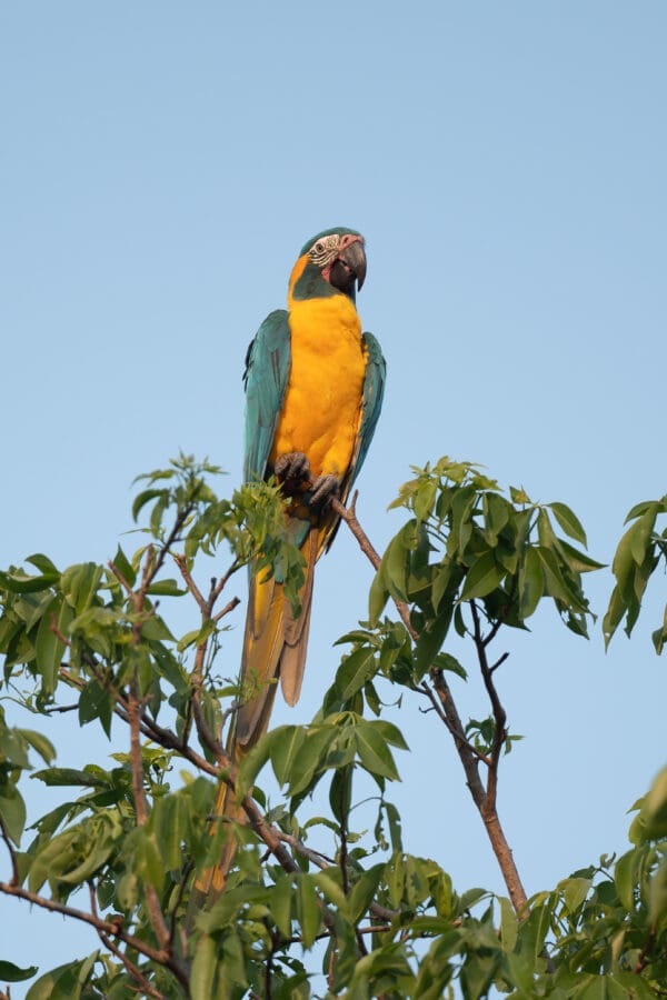 A wild Blue-throated Macaw perches atop a tree