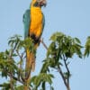 A wild Blue-throated Macaw perches atop a tree