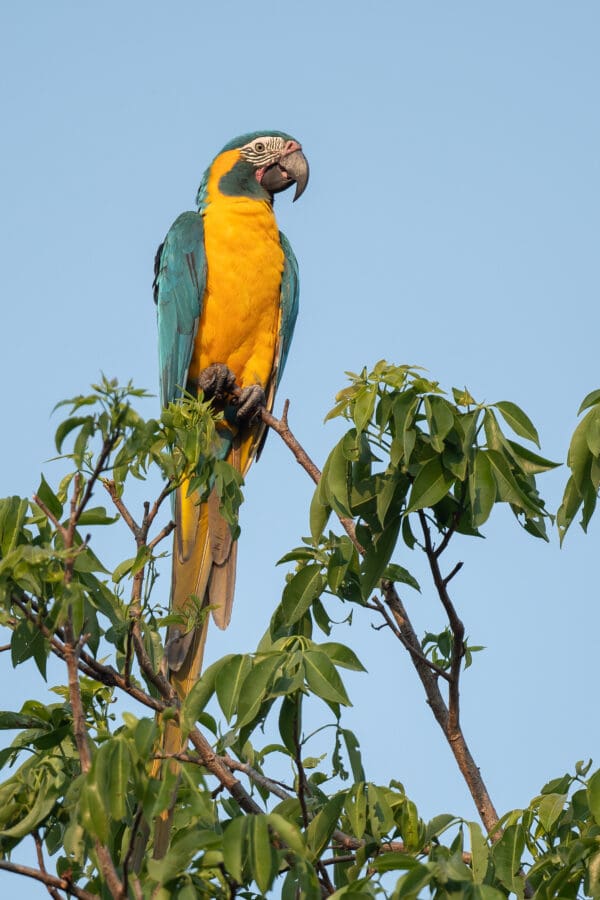 A wild Blue-throated Macaw perches atop a tree