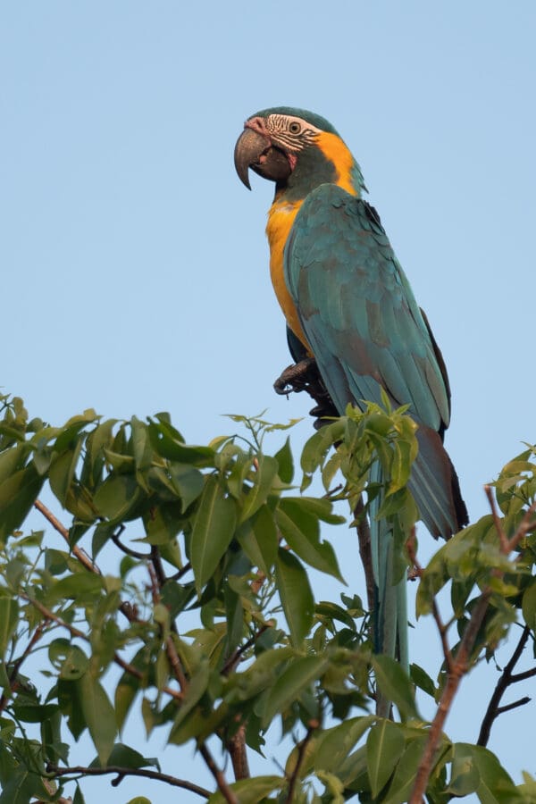 A wild Blue-throated Macaw perches atop a tree