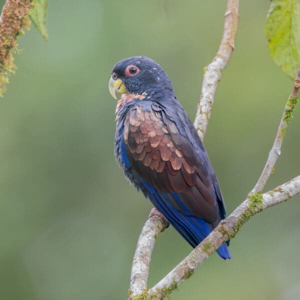 A wild Bronze-winged Parrot sits on a branch