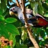 A wild Bronze-winged Parrot perches in a tree