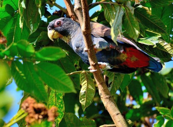 A wild Bronze-winged Parrot perches in a tree