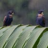 Wild Bronze-winged Parrot perch on palm