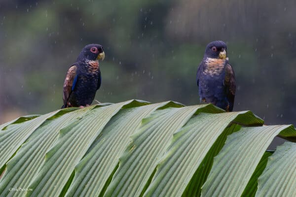 Wild Bronze-winged Parrot perch on palm