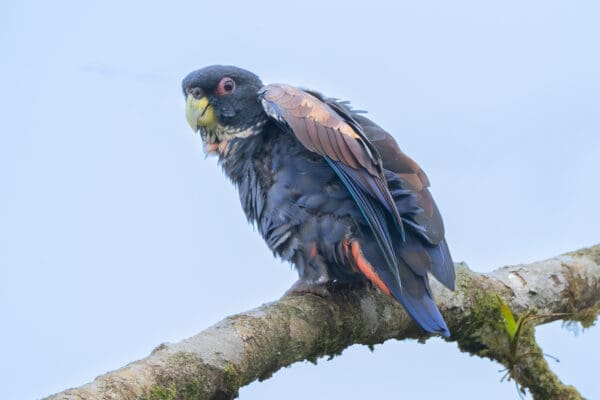 A wild Bronze-winged Parrot stretches its wings