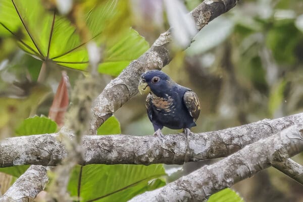 A wild Bronze-winged Parrot ssp cyanescens perches on a limb