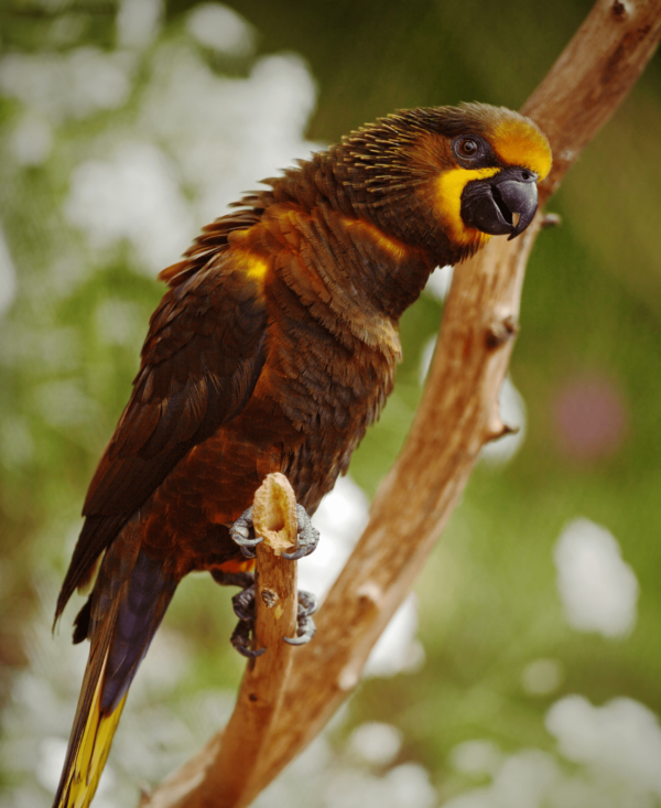 A Brown Lory perches on a stem