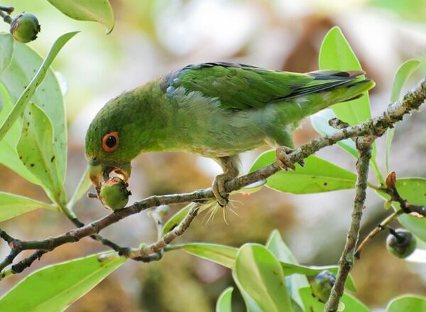A wild Brown-backed Parrotlet feeds on fruits