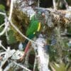 A wild Brown-breasted Conure perches amongst moss