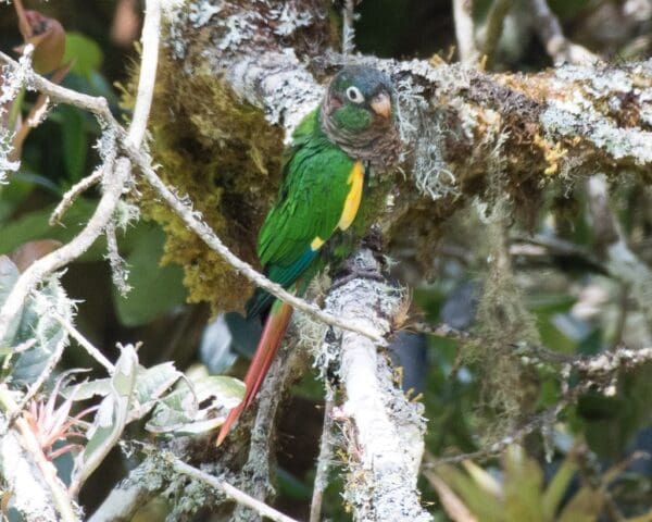 A wild Brown-breasted Conure perches amongst moss