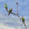 Wild Brown-breasted Conures perch on a branch