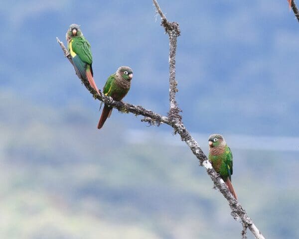 Wild Brown-breasted Conures perch on a branch