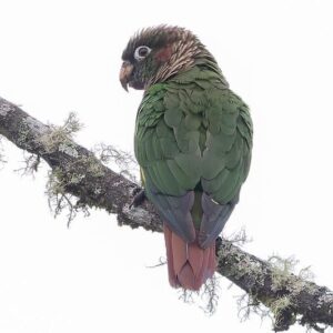 A wild Brown-breasted Conure perches on a mossy branch