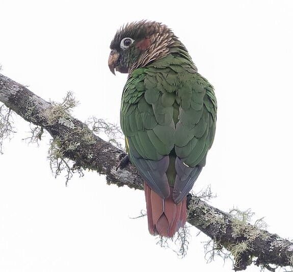 A wild Brown-breasted Conure perches on a mossy branch