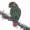 A wild Brown-breasted Conure perches on a mossy branch